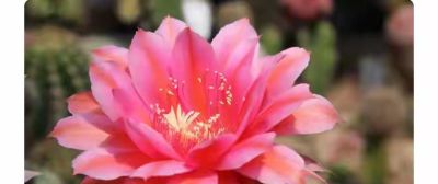 仙人球烂根救不活?老花匠揭秘两不碰三禁忌,新手速藏 - 今日头条 仙人球烂根救不活?老花匠揭秘两不碰三禁忌,新手速藏 - 图画吧TUHUABA