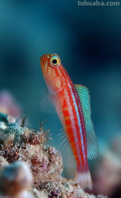 海洋生物壁纸合集（40） - 图画吧TUHUABA