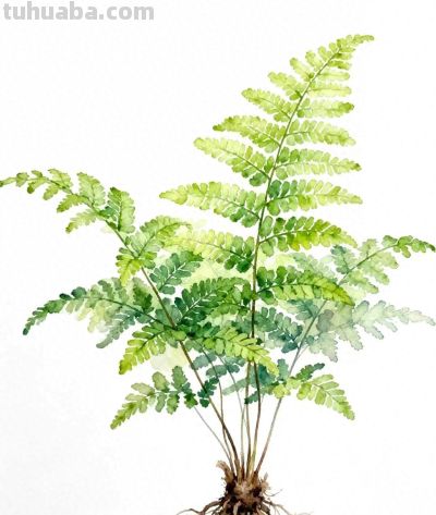 水彩画｜铁线蕨 - 今日头条
