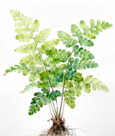 水彩画｜铁线蕨 - 图画吧TUHUABA