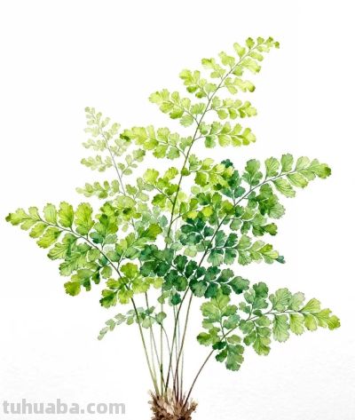 水彩画｜铁线蕨 - 图画吧TUHUABA
