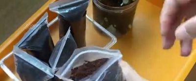 无花果非常适合家庭种植,果苗扦插就能成活,新手也能成功 - 今日头条 无花果非常适合家庭种植,果苗扦插就能成活,新手也能成功 - 图画吧TUHUABA