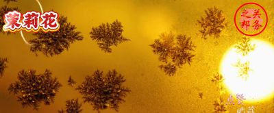 茉莉花最全攻略:花语・送法・禁忌・养护 - 今日头条 茉莉花最全攻略:花语・送法・禁忌・养护 - 图画吧TUHUABA