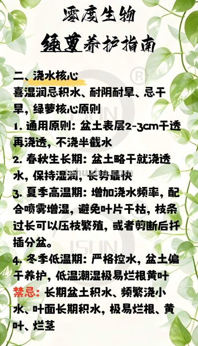 零度生物绿萝养护指南 - 图画吧TUHUABA