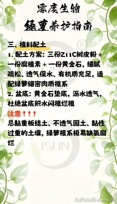 零度生物绿萝养护指南 - 图画吧TUHUABA