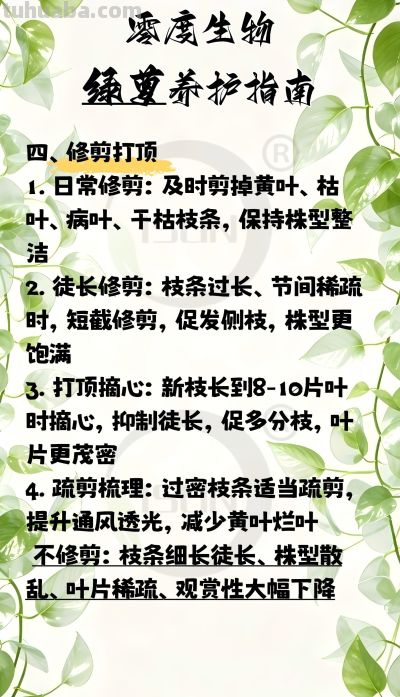 零度生物绿萝养护指南 - 图画吧TUHUABA