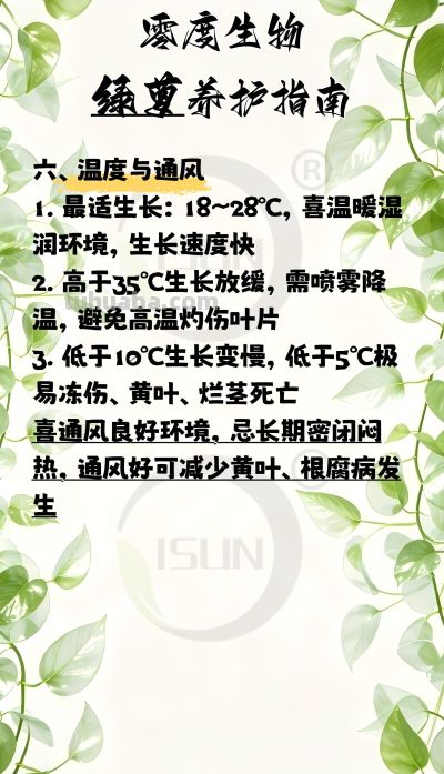 零度生物绿萝养护指南 - 图画吧TUHUABA