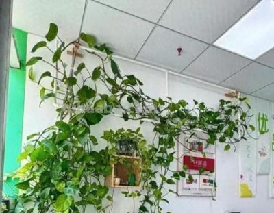 绿萝杀手必看：你越勤快，它死得越快！三个“懒人法则”救活它 - 图画吧TUHUABA