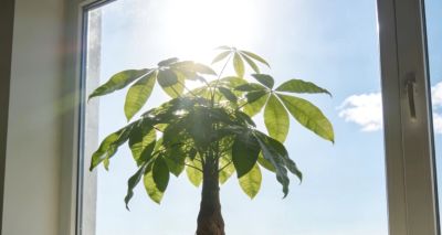 夏季家养发财树不黄叶不落叶,抓好4个养护要点,枝叶繁茂一整年 - 今日头条 夏季家养发财树不黄叶不落叶,抓好4个养护要点,枝叶繁茂一整年 - 图画吧TUHUABA