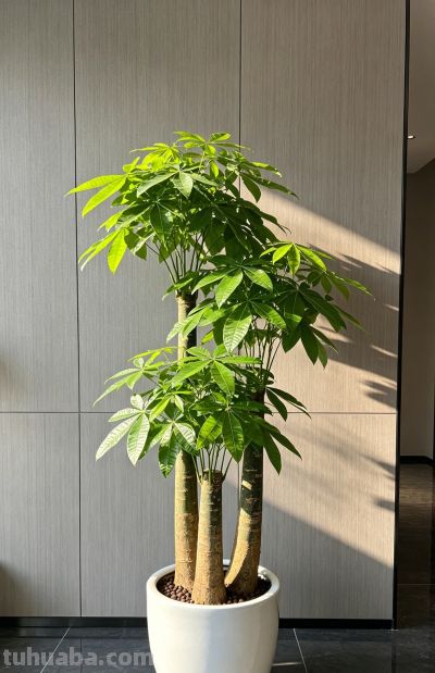 夏季家养发财树不黄叶不落叶，抓好4个养护要点，枝叶繁茂一整年 - 今日头条