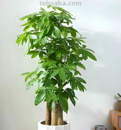 发财树总掉叶枯枝？摸清它3个软肋，四季常青长势旺 - 今日头条