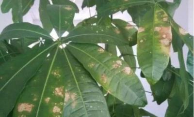 夏天养发财树别瞎养!守住4点整年不黄叶 - 今日头条 夏天养发财树别瞎养!守住4点整年不黄叶 - 图画吧TUHUABA