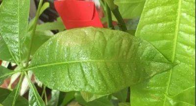 夏天养发财树别瞎养!守住4点整年不黄叶 - 今日头条 夏天养发财树别瞎养!守住4点整年不黄叶 - 图画吧TUHUABA