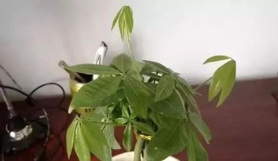 夏天养发财树别瞎养!守住4点整年不黄叶 - 今日头条 夏天养发财树别瞎养!守住4点整年不黄叶 - 图画吧TUHUABA