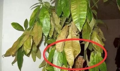 夏天养发财树别瞎养!守住4点整年不黄叶 - 今日头条 夏天养发财树别瞎养!守住4点整年不黄叶 - 图画吧TUHUABA