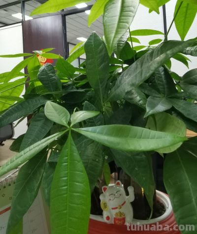 发财树怎么养才能爆盆？ - 今日头条