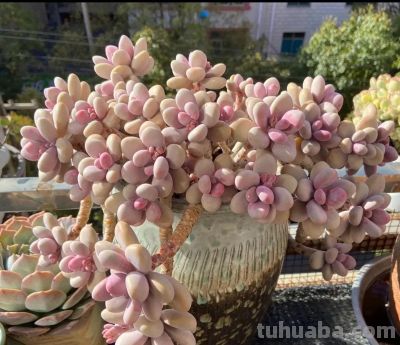 夏天买多肉就是送死?错!用对这4招,想死都难 - 今日头条 夏天买多肉就是送死?错!用对这4招,想死都难 - 图画吧TUHUABA