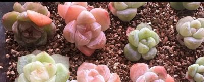 夏天买多肉就是送死?错!用对这4招,想死都难 - 今日头条 夏天买多肉就是送死?错!用对这4招,想死都难 - 图画吧TUHUABA