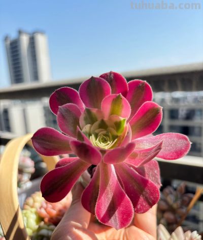 夏天买多肉就是送死?错!用对这4招,想死都难 - 今日头条 夏天买多肉就是送死?错!用对这4招,想死都难 - 图画吧TUHUABA