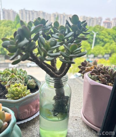 夏天买多肉就是送死?错!用对这4招,想死都难 - 今日头条 夏天买多肉就是送死?错!用对这4招,想死都难 - 图画吧TUHUABA