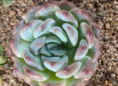 夏天买多肉就是送死?错!用对这4招,想死都难 - 今日头条 夏天买多肉就是送死?错!用对这4招,想死都难 - 图画吧TUHUABA