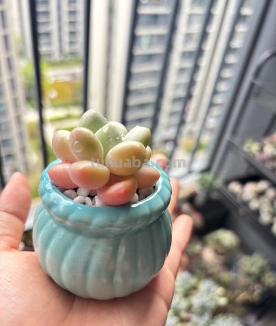 夏天买多肉就是送死?错!用对这4招,想死都难 - 今日头条 夏天买多肉就是送死?错!用对这4招,想死都难 - 图画吧TUHUABA