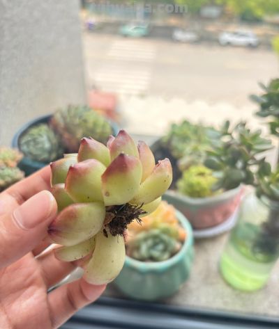 夏天买多肉就是送死?错!用对这4招,想死都难 - 今日头条 夏天买多肉就是送死?错!用对这4招,想死都难 - 图画吧TUHUABA