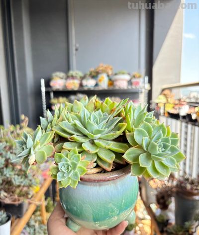 夏天买多肉就是送死?错!用对这4招,想死都难 - 今日头条 夏天买多肉就是送死?错!用对这4招,想死都难 - 图画吧TUHUABA
