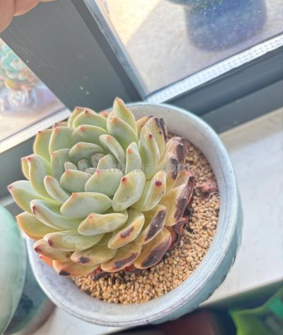 夏天买多肉就是送死?错!用对这4招,想死都难 - 今日头条 夏天买多肉就是送死?错!用对这4招,想死都难 - 图画吧TUHUABA