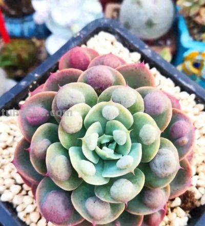 审美争议最大的多肉“雨滴”：有人爱它如天使，有人嫌它像疙瘩 - 今日头条