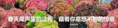 审美争议最大的多肉“雨滴”：有人爱它如天使，有人嫌它像疙瘩 - 图画吧TUHUABA