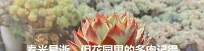 审美争议最大的多肉“雨滴”：有人爱它如天使，有人嫌它像疙瘩 - 图画吧TUHUABA
