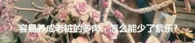 审美争议最大的多肉“雨滴”：有人爱它如天使，有人嫌它像疙瘩 - 图画吧TUHUABA