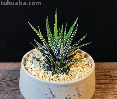 6种超耐阴多肉!别随便晒,晒一次就后悔一整年! - 今日头条 6种超耐阴多肉!别随便晒,晒一次就后悔一整年! - 图画吧TUHUABA