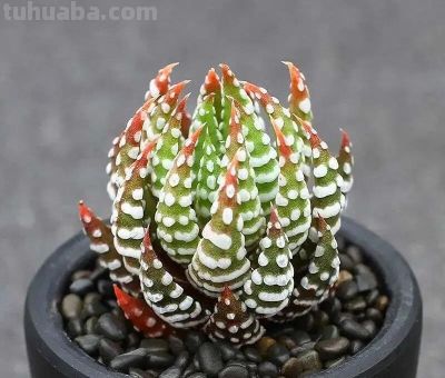 6种超耐阴多肉!别随便晒,晒一次就后悔一整年! - 今日头条 6种超耐阴多肉!别随便晒,晒一次就后悔一整年! - 图画吧TUHUABA