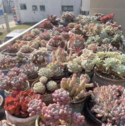 如何避免多肉养成水货！用砂石颗粒去养，多晒太阳，少浇水 - 今日头条