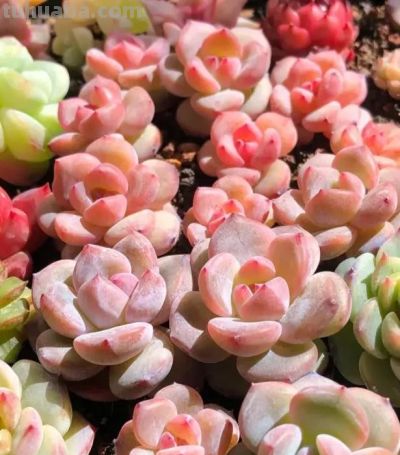 如何避免多肉养成水货!用砂石颗粒去养,多晒太阳,少浇水 - 今日头条 如何避免多肉养成水货!用砂石颗粒去养,多晒太阳,少浇水 - 图画吧TUHUABA
