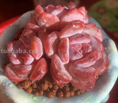 景天多肉烂大街,都没人买了?事实上,最好养的还是景天多肉 - 今日头条 景天多肉烂大街,都没人买了?事实上,最好养的还是景天多肉 - 图画吧TUHUABA