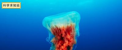 海边看到它千万别碰，一种像龙的海洋生物，确是最毒的生物之一 - 图画吧TUHUABA
