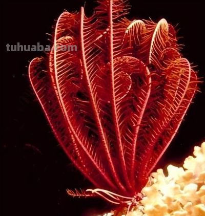 为什么海百合被称为史上最像植物的海洋动物？ - 图画吧TUHUABA