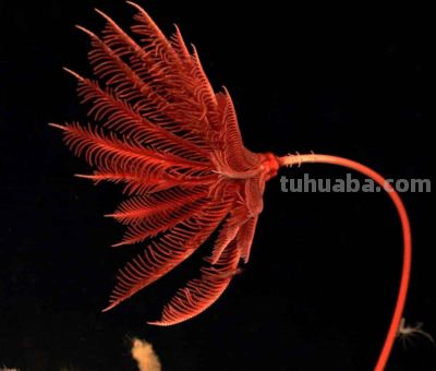 为什么海百合被称为史上最像植物的海洋动物？ - 图画吧TUHUABA