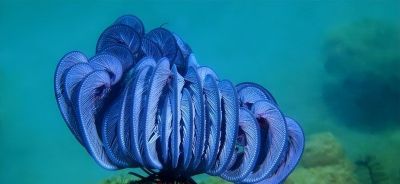 为什么海百合被称为史上最像植物的海洋动物？ - 图画吧TUHUABA