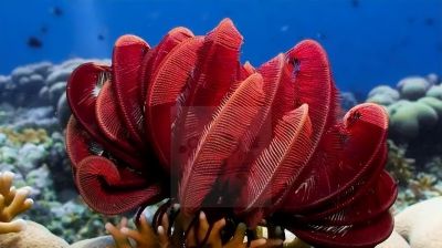 为什么海百合被称为史上最像植物的海洋动物？ - 图画吧TUHUABA