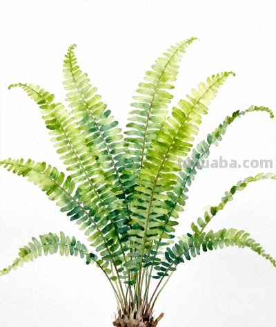 水彩画｜肾蕨 - 图画吧TUHUABA