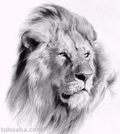 让你震撼的素描，狮子、老虎、小猫！ - 今日头条