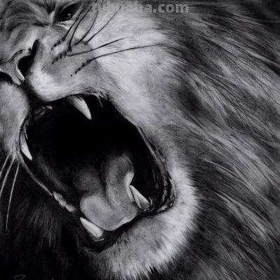 让你震撼的素描，狮子、老虎、小猫！ - 图画吧TUHUABA