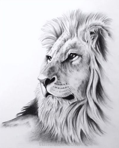 让你震撼的素描，狮子、老虎、小猫！ - 图画吧TUHUABA
