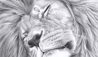 让你震撼的素描，狮子、老虎、小猫！ - 图画吧TUHUABA
