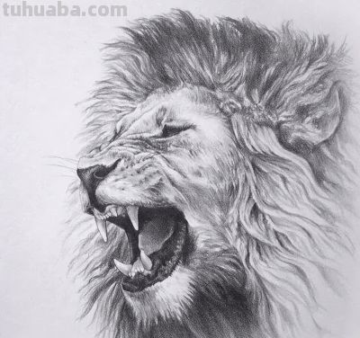 让你震撼的素描，狮子、老虎、小猫！ - 图画吧TUHUABA