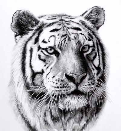让你震撼的素描，狮子、老虎、小猫！ - 图画吧TUHUABA